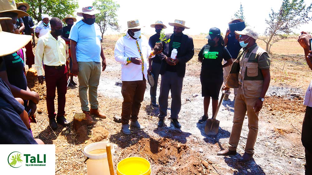 TaLi initiates Hurungwe tree planting